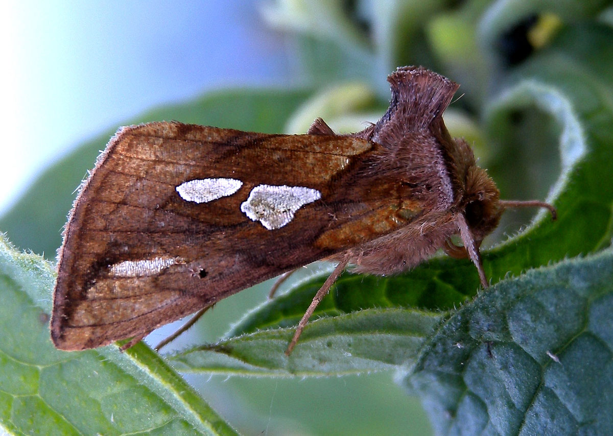 Plusia putnami ? No, Plusia festucae