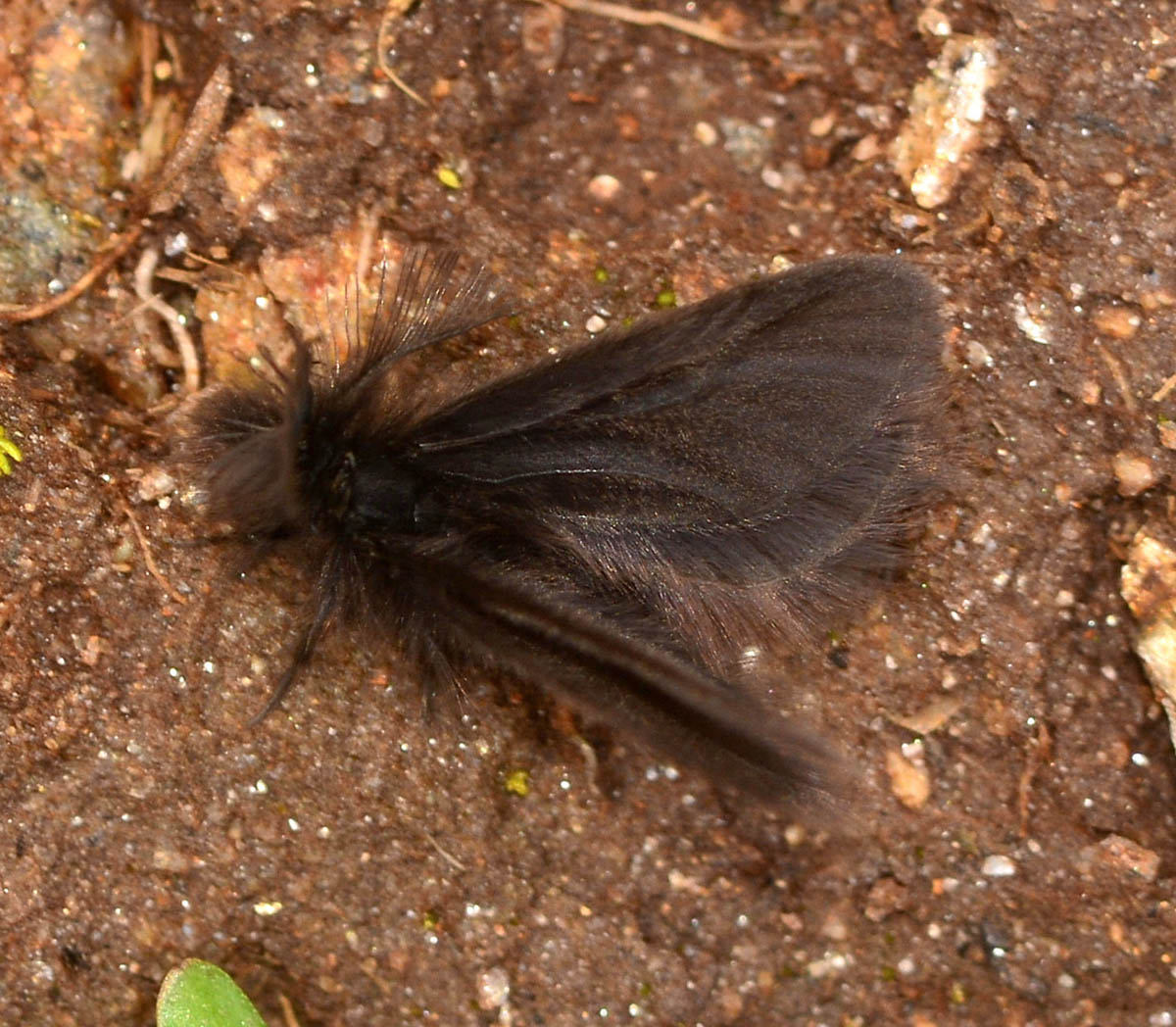 nuvola nera - Psychidae