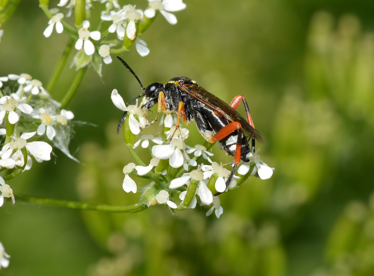 Tenthredinidae: Macrophya rufipes, femmina