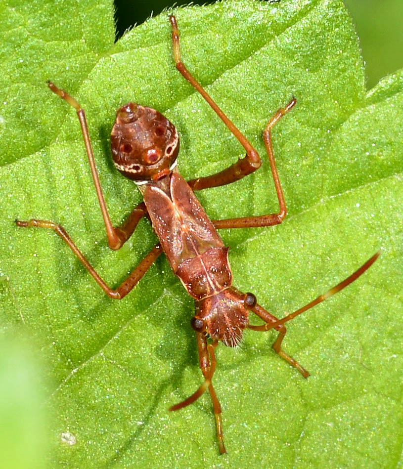 Alydidae: Camptopus lateralis (ninfa) della Lombardia (MI)