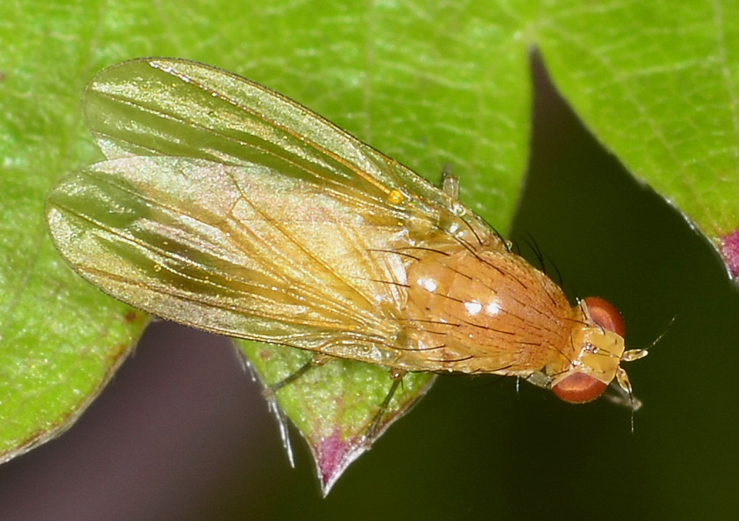 Tricholauxania praeusta (Lauxanidae)