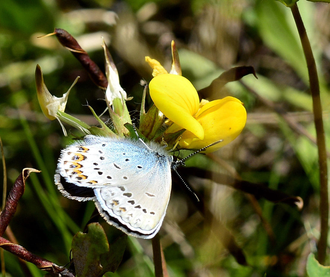 Lycaenidae: Plebejus idas