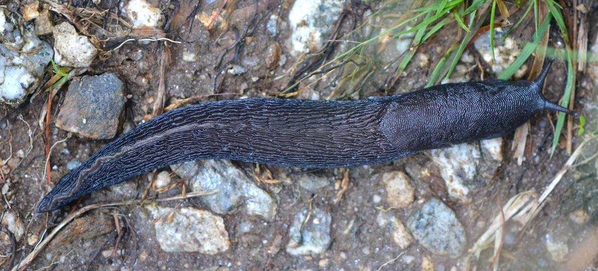 Limax alpinus del Alta val Anzasca (VB)