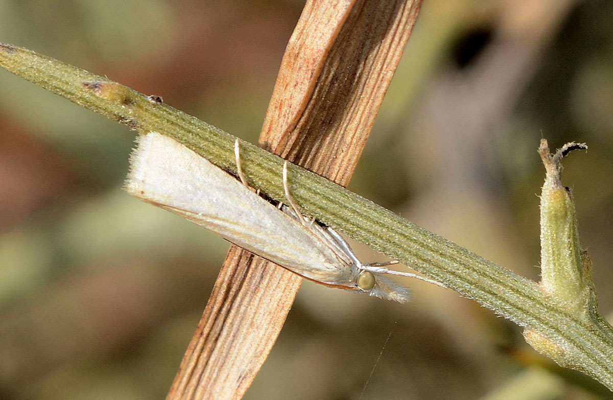 micro bianca - Cfr. Crambus perlella