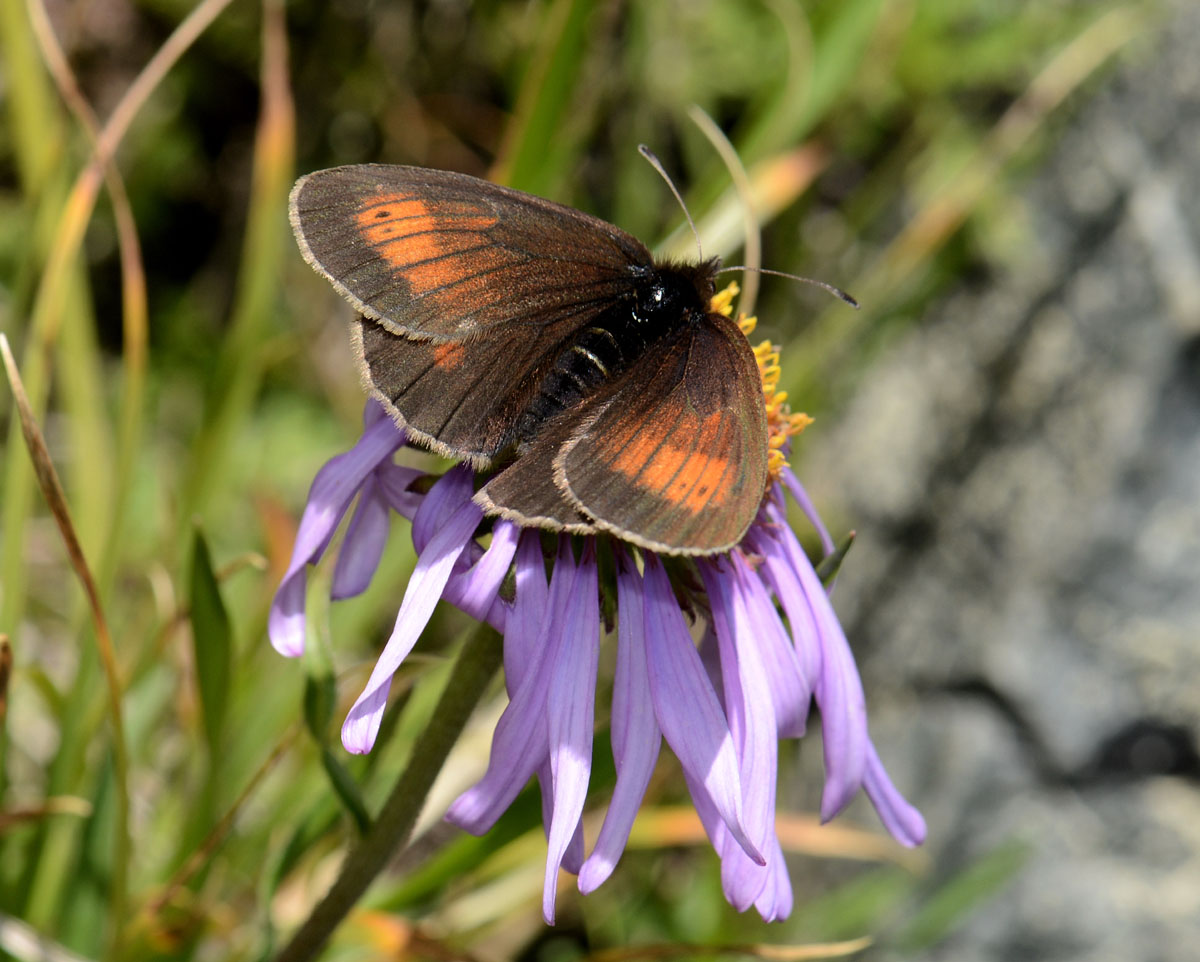 Erebia da id. - Erebia mnestra