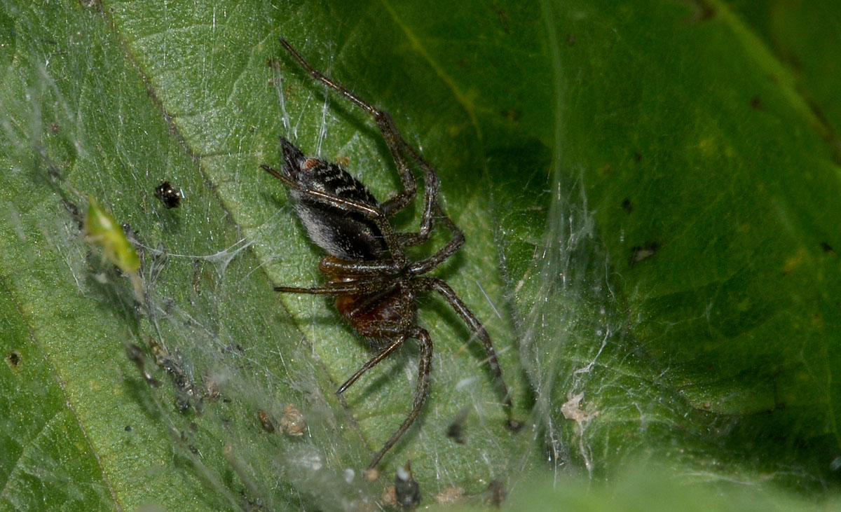 Giovane Agelena labyrinthica - Mulazzano (LO)