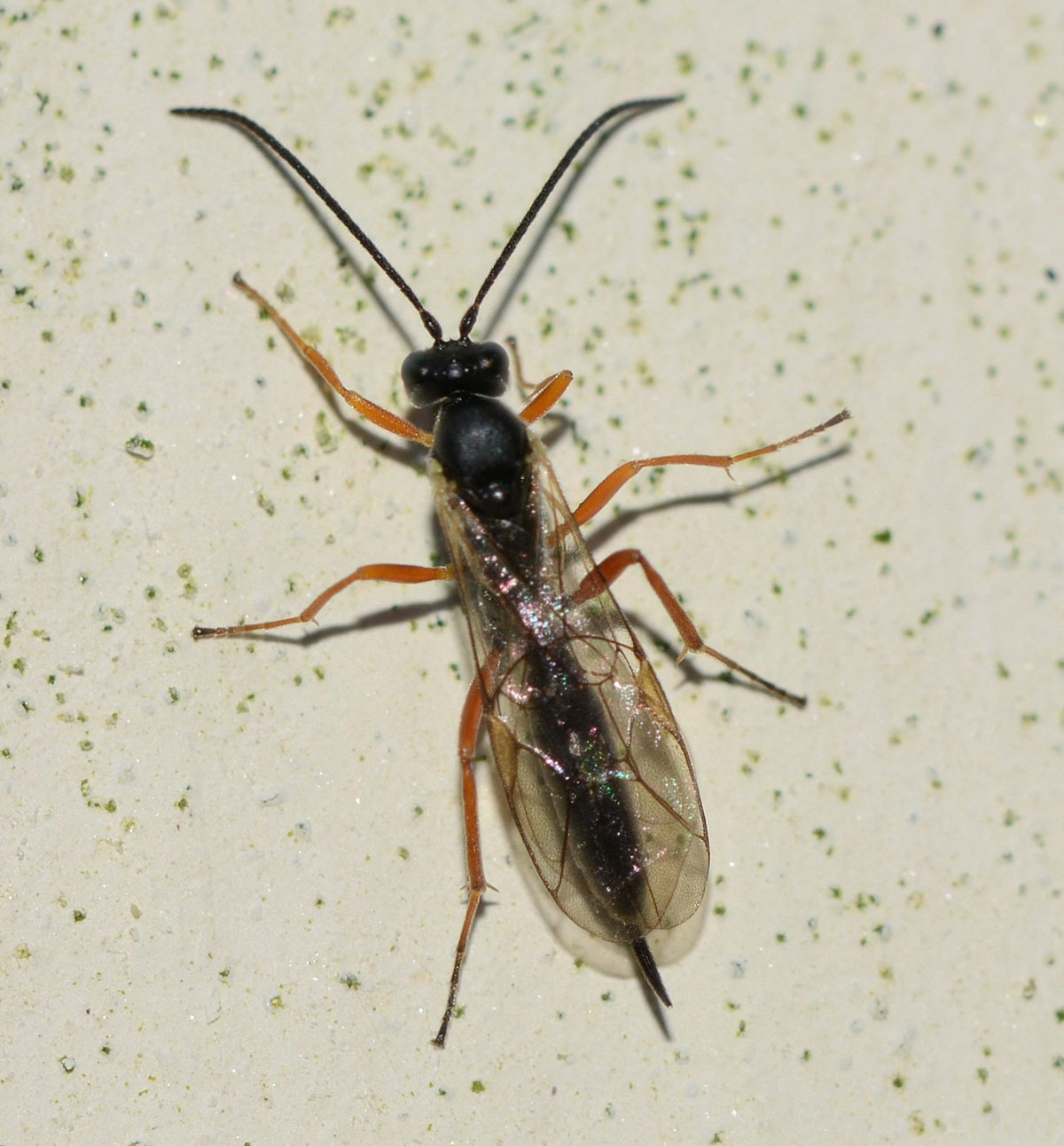 Ichneumonidae da id