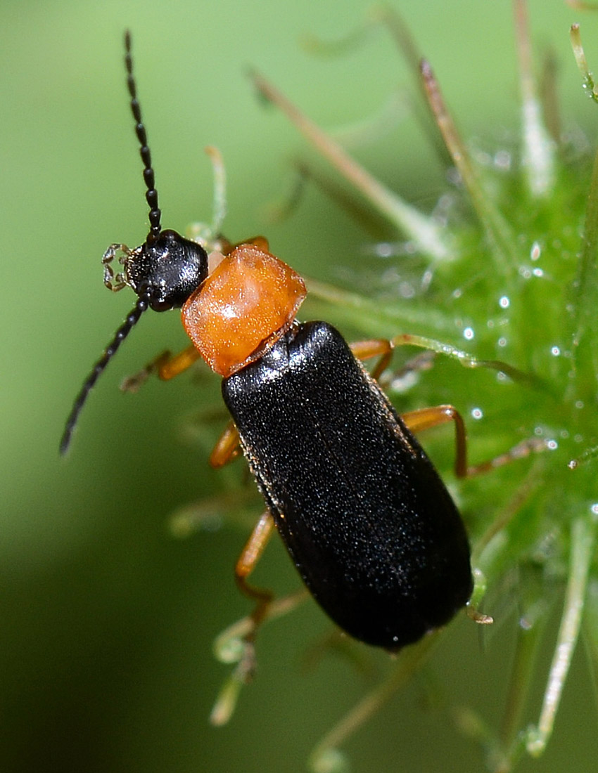 Cratosilis sp. (Cantharidae)