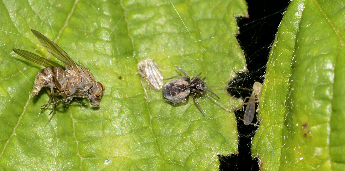 Dictynidae:  Brigittea civica -  Paullo (MI)