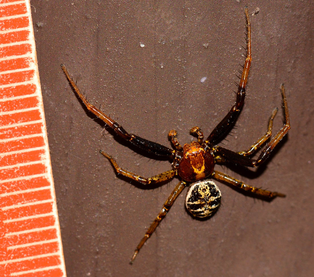 Maschio di Xysticus sp. - Bannio Anzino (VB)