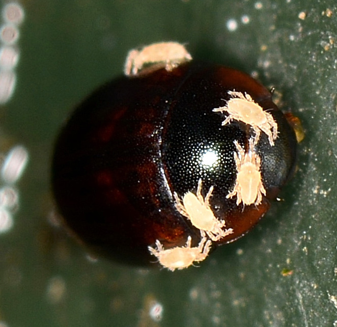 Coleottero parassitato:  probabile Cercyon sp.  (Hydrophilidae)