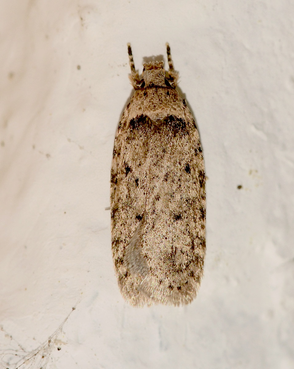 Elachistidae: Agonopterix sp.