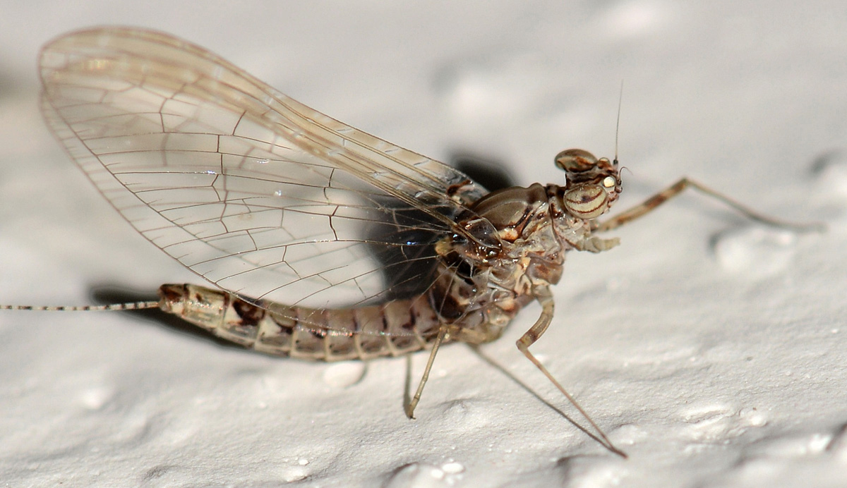 Efemera di Capraia: Cloeon cognatum, femmina (Baetidae)