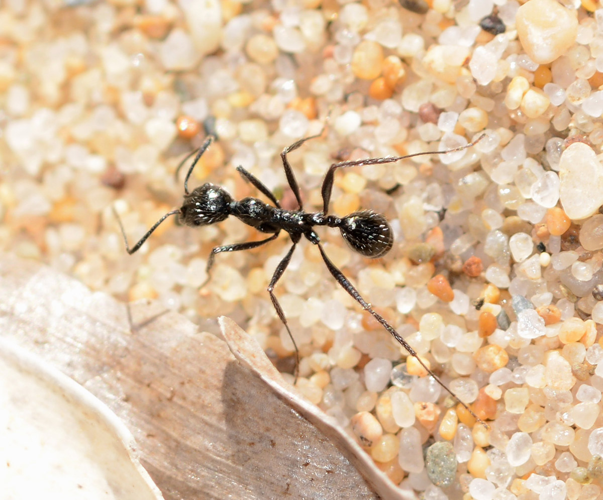 formica sarda: Aphaenogaster senilis