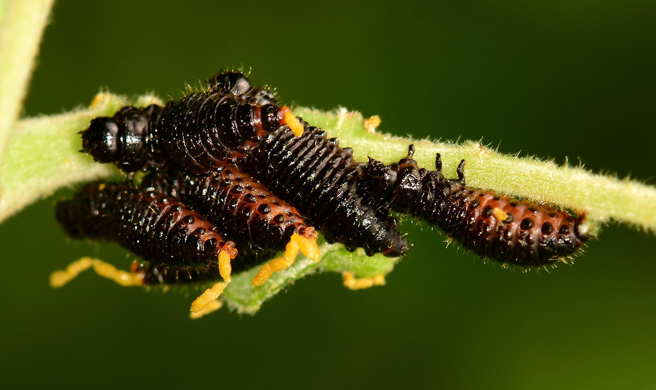 larve di Chrysomelidae