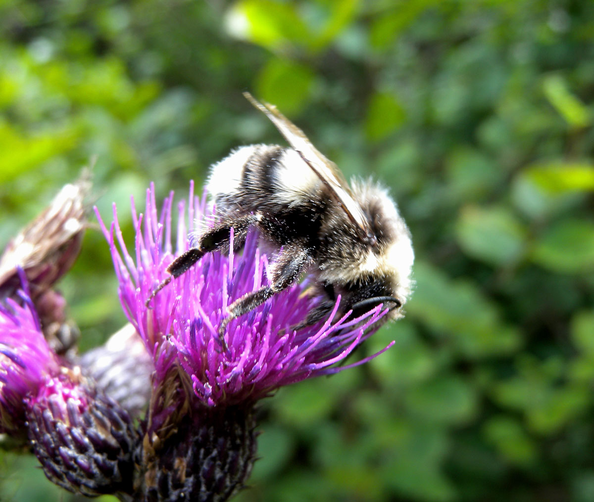 Bombus grigio? B. mesomelas (cf)