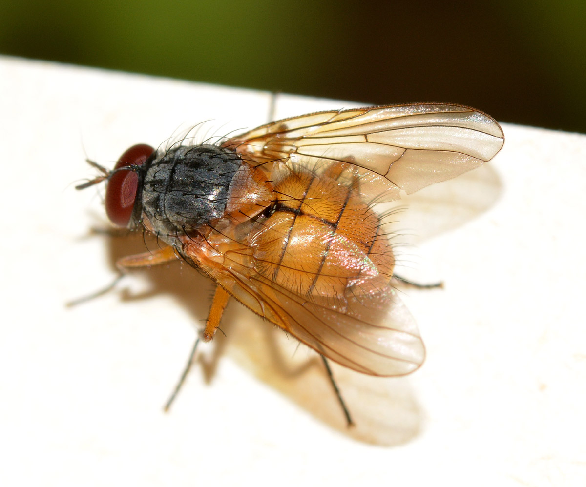 Muscidae da id