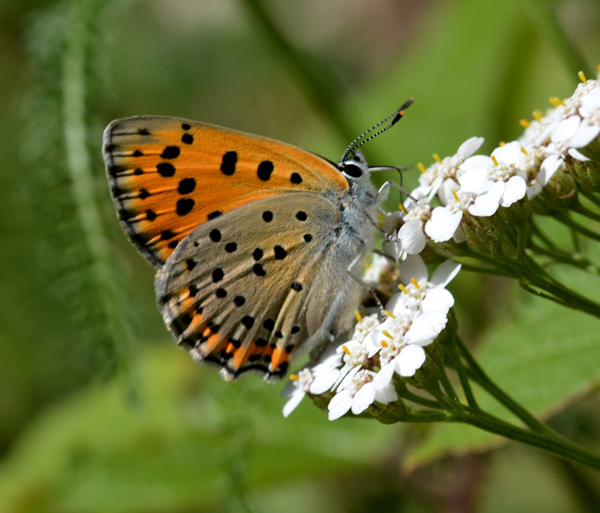 Lycaena - Lycaena alciphron