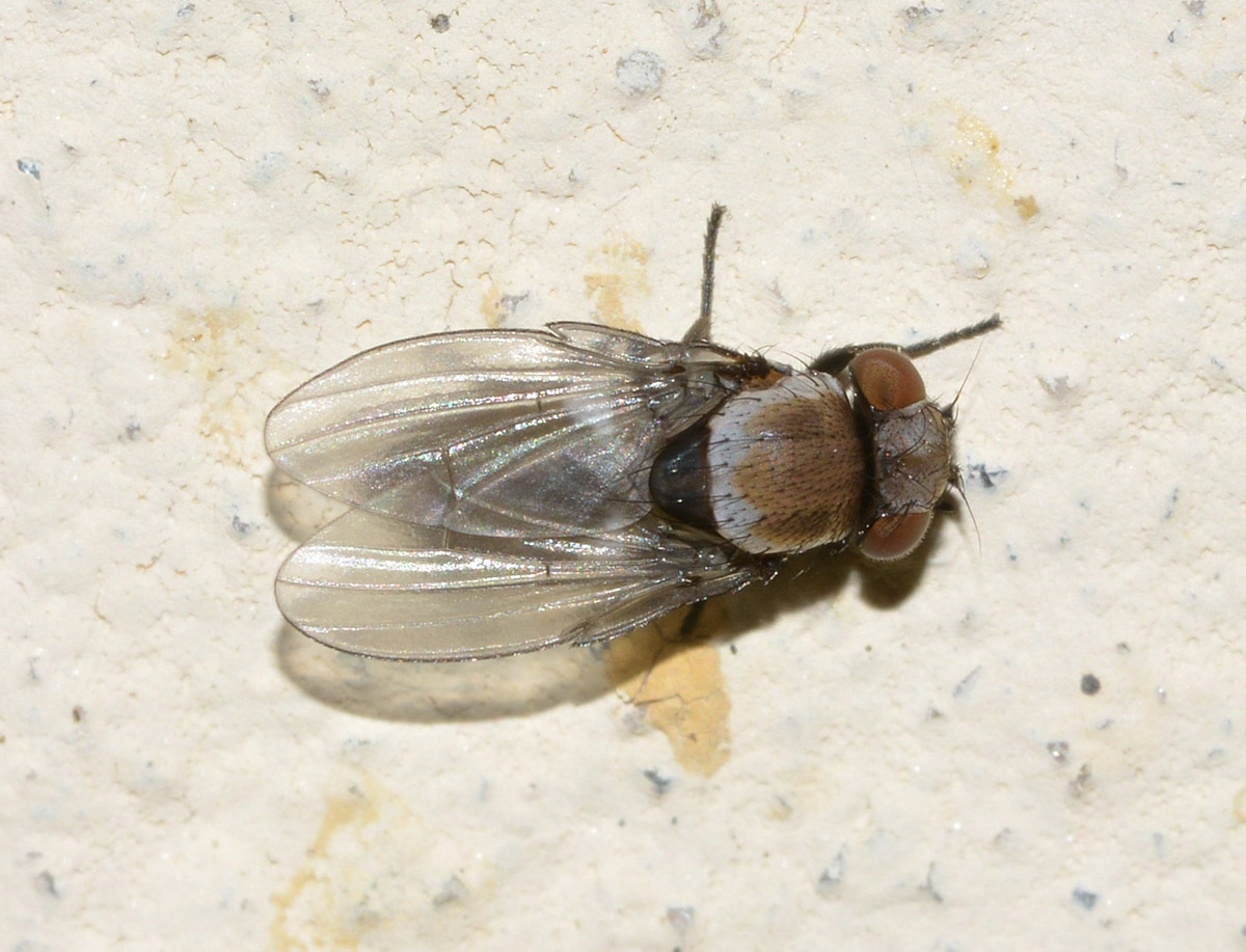 Milichiidae