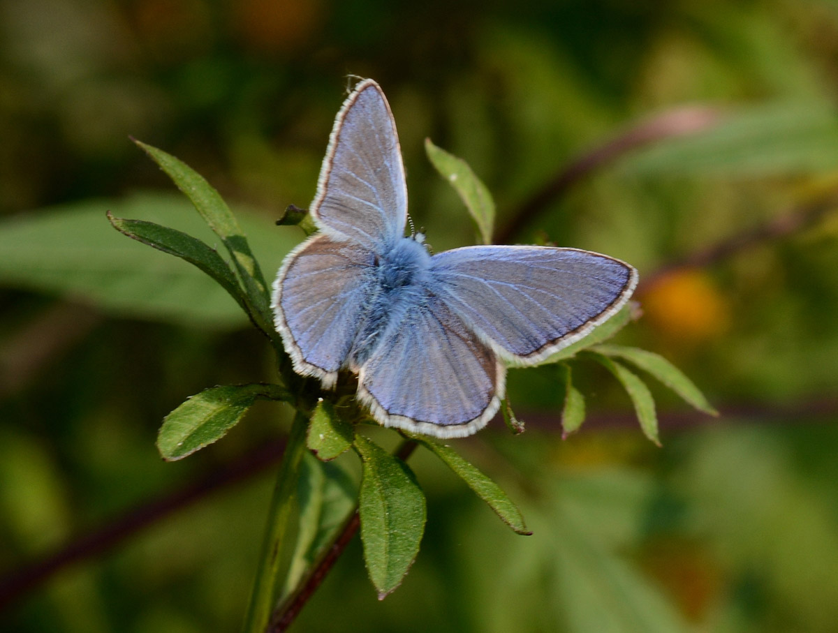 Lycaenidae da id. - Polyommatus icarus