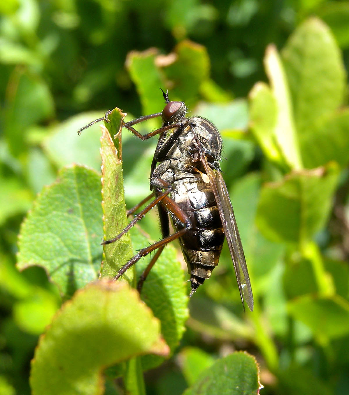 Femmina di Empis tessellata