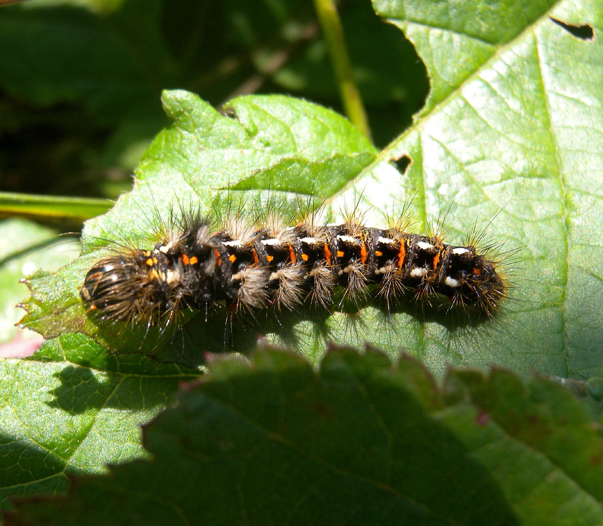 bruco di ? Acronicta (Viminia) rumicis