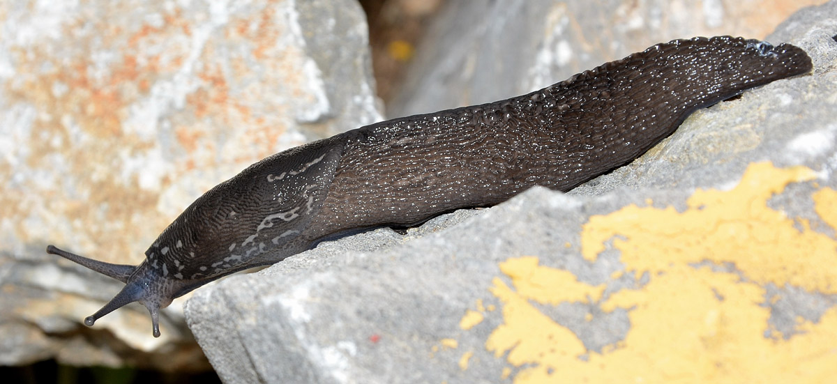 Limax cf subalpinus dal Monte Acuto (SV)