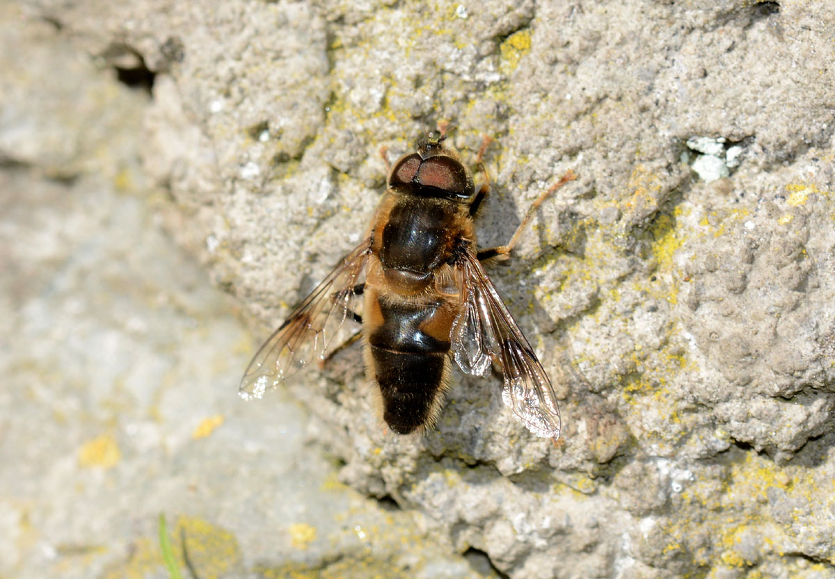 Eristalis