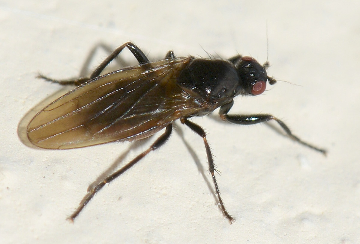Crumomyia sp. (Spaheroceridae)
