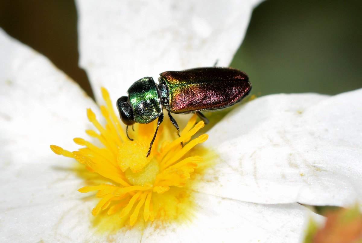 Anthaxia thalassophila, femmina, Buprestidae