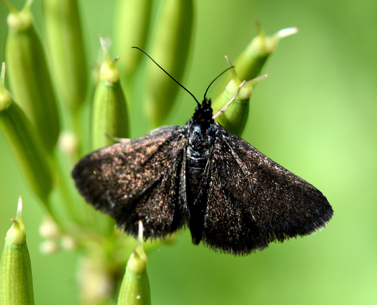 farfallina nera - Pyrausta coracinalis