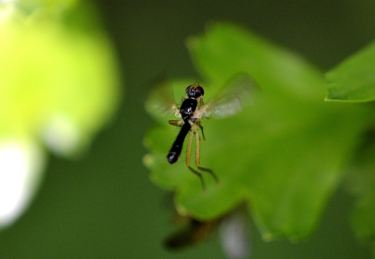 Scathophagidae ( cfr, Phrosia sp.)