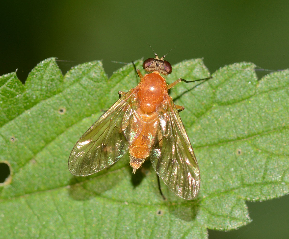 Rhagionidae: femmina di Chrysopilus laetus