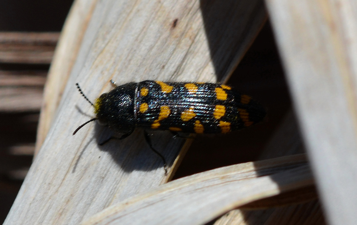 Acmaeodera prunneri forma octodecimpunctata, Buprestidae