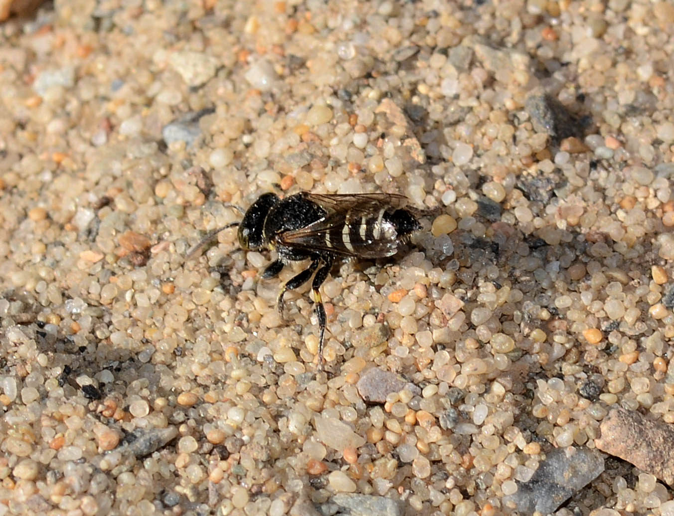 Bembecinus insulanus (cf), Crabronidae