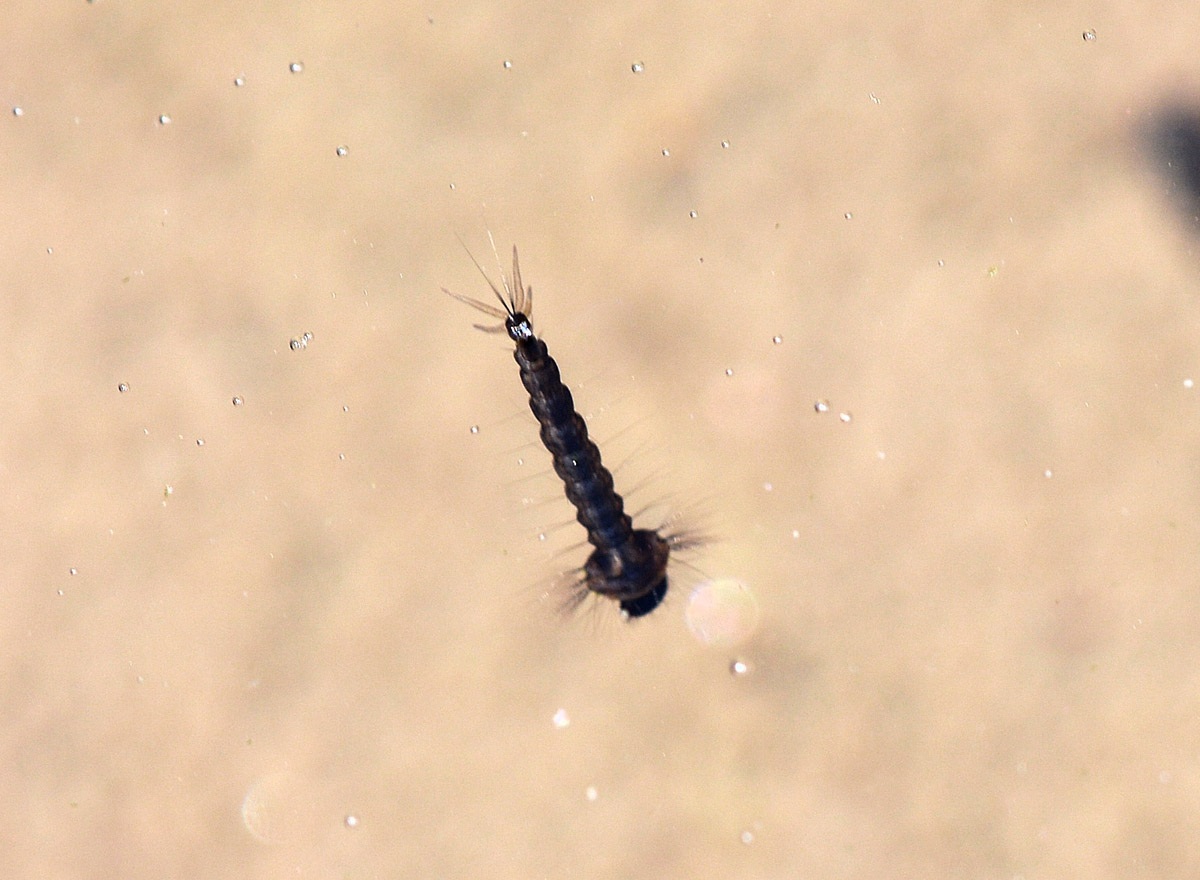 Larva di Culicidae