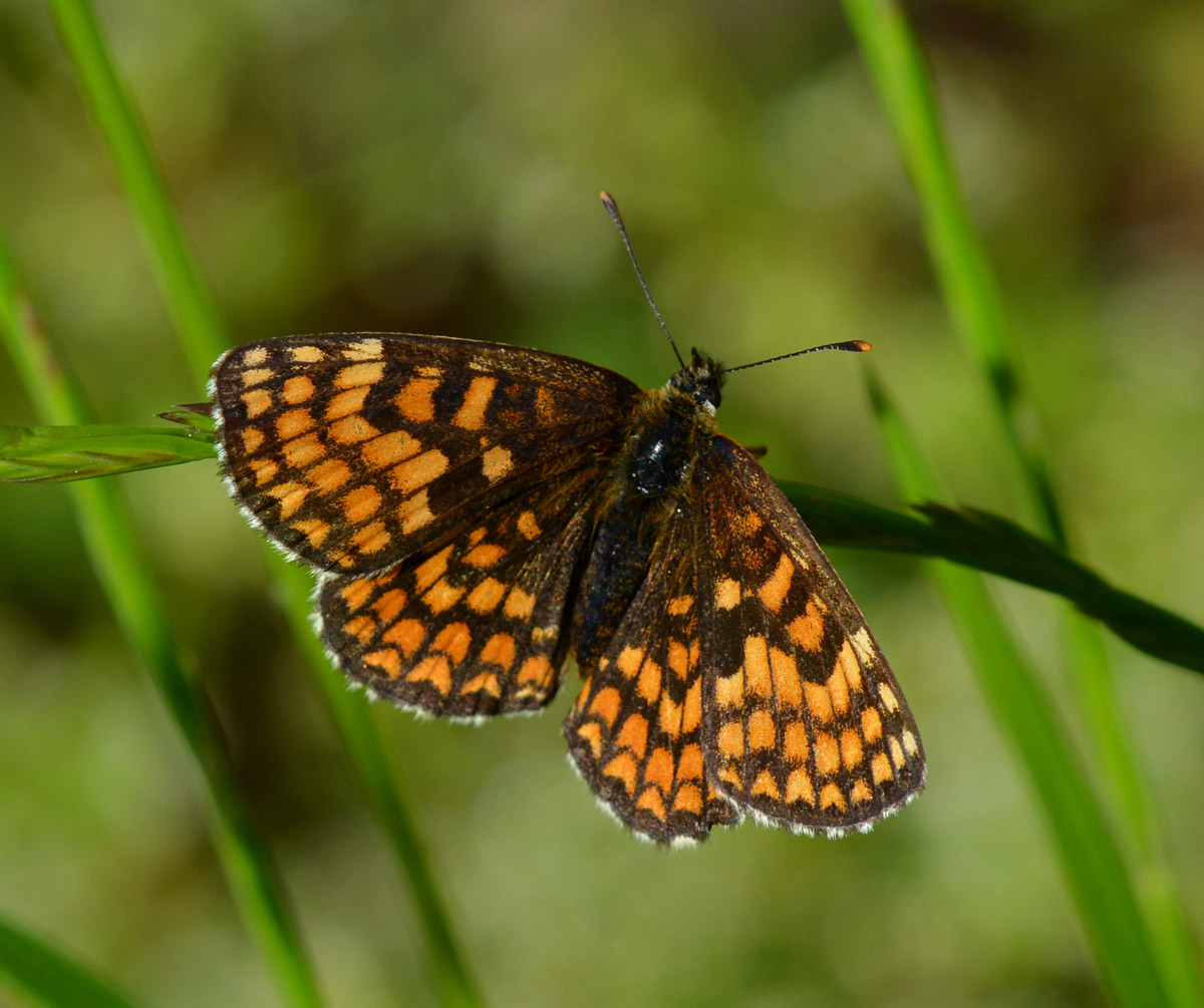 Melitaea