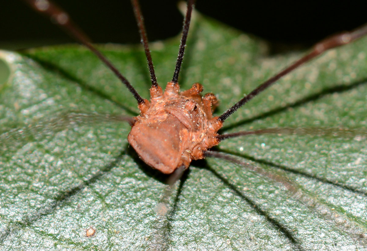 Opilione sardo: Phalangium opilio maschio