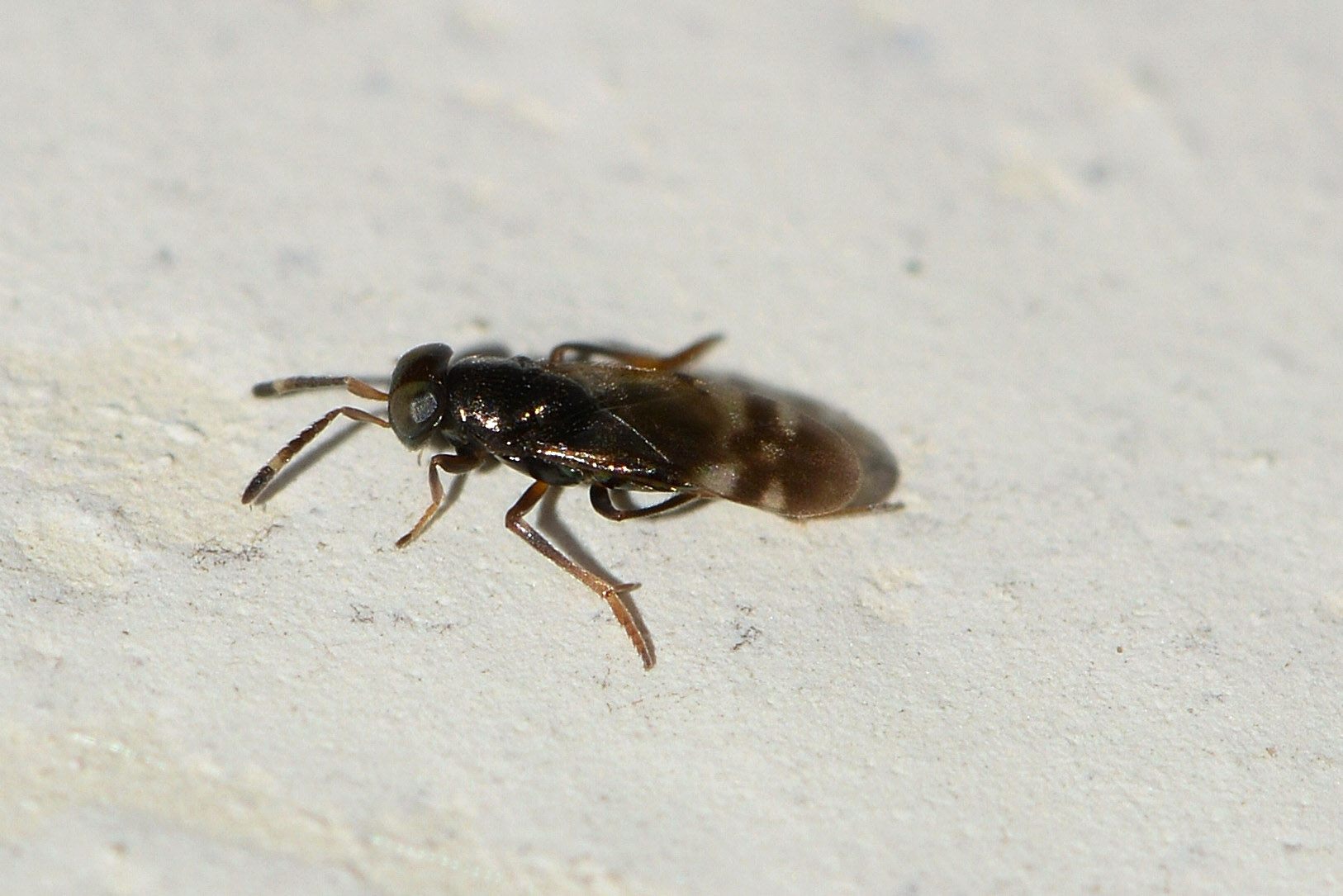 Famiglia? Encyrtidae (cf.)