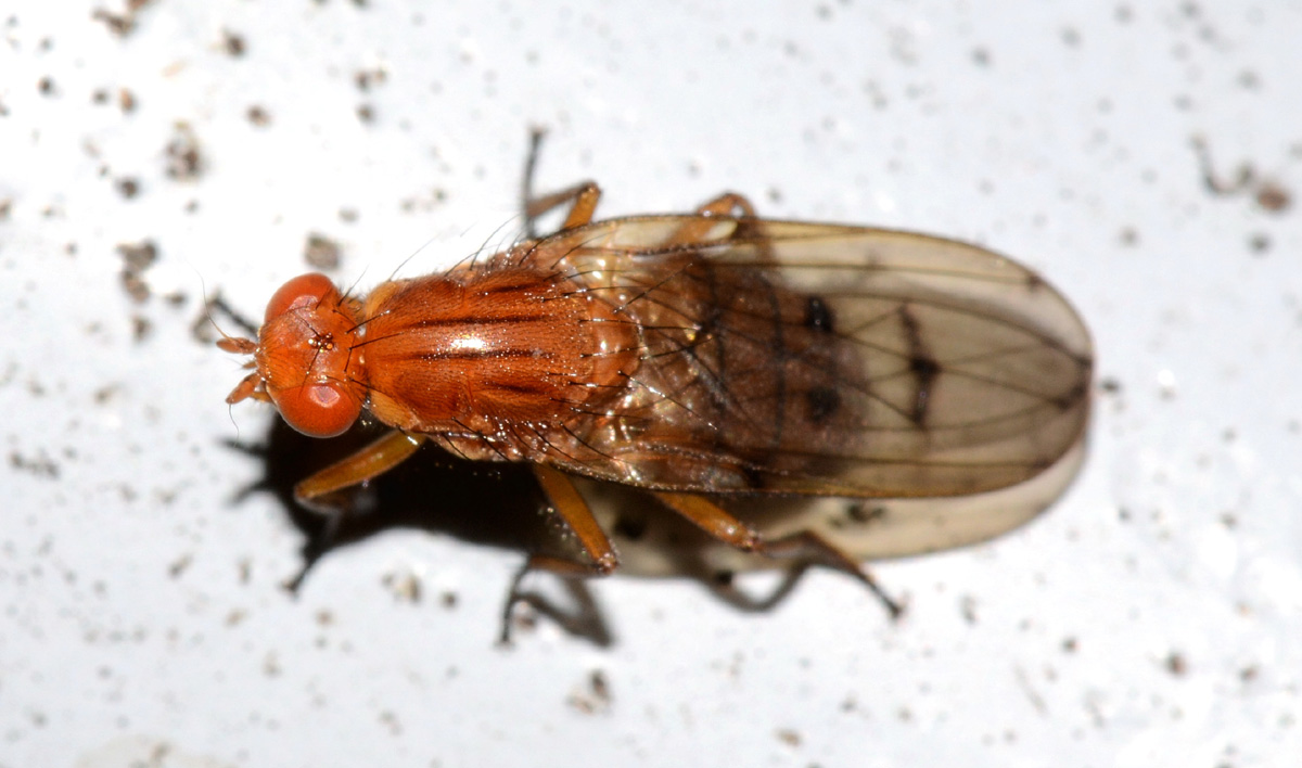 Femmina di Neuroctena anilis (Dryomyzidae)