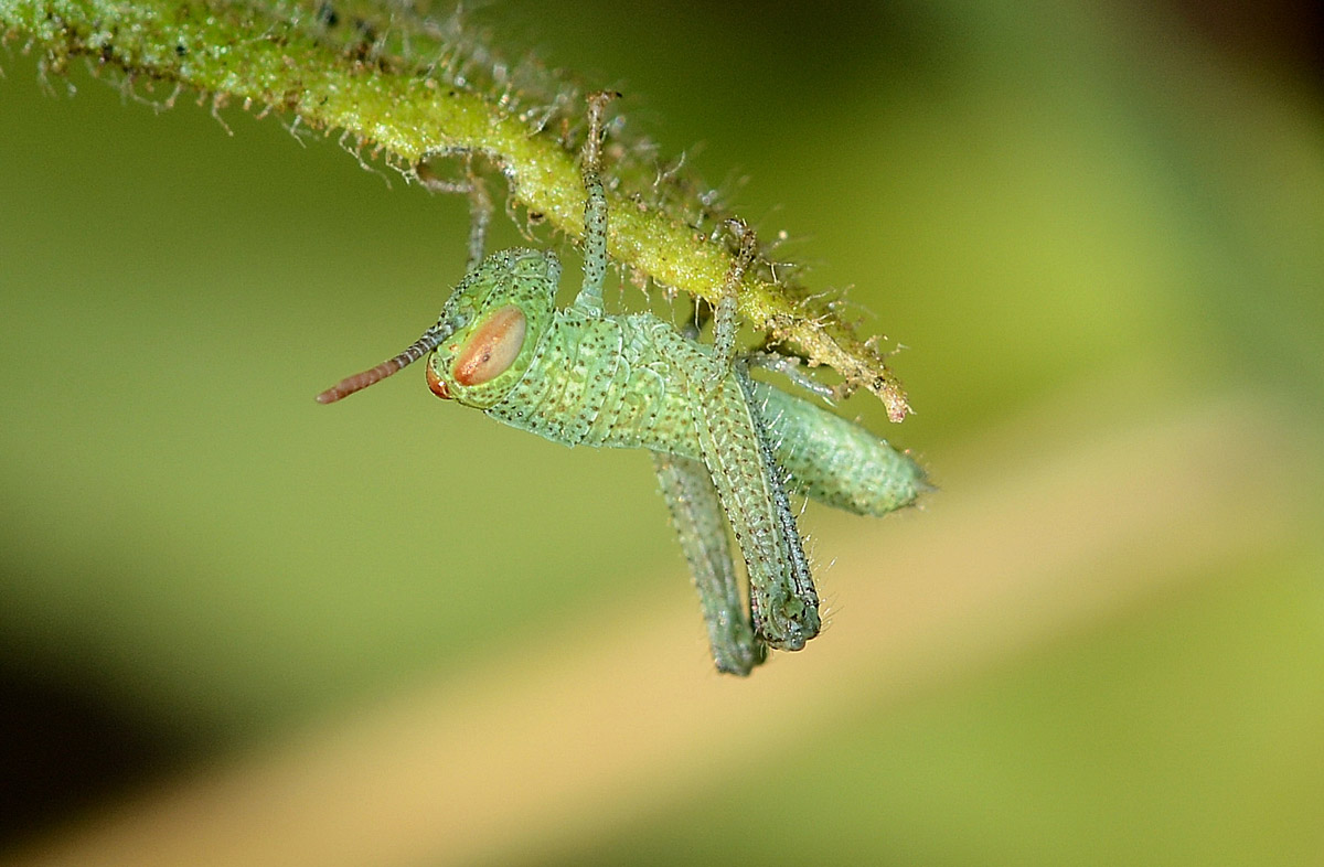 neanide di Anacridium aegyptium in Sardegna