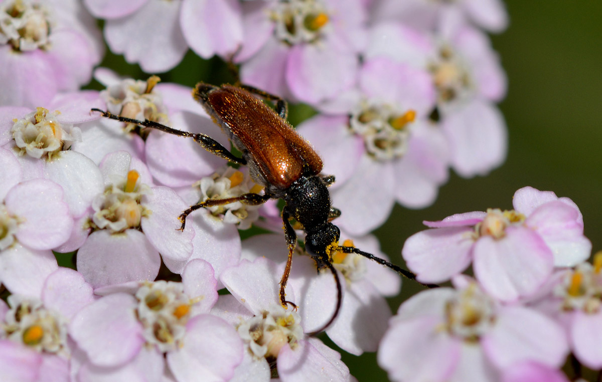 Pseudovadonia livida, Cerambycidae