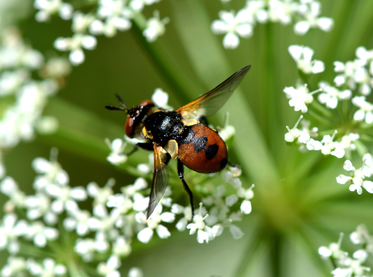 Gymnosoma sp. (Tachinidae)