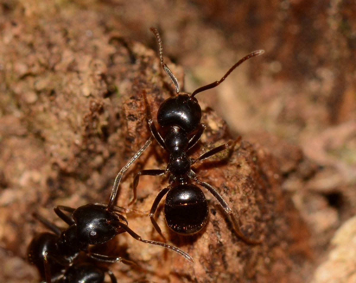 Lasius fuliginosus, Formicidae