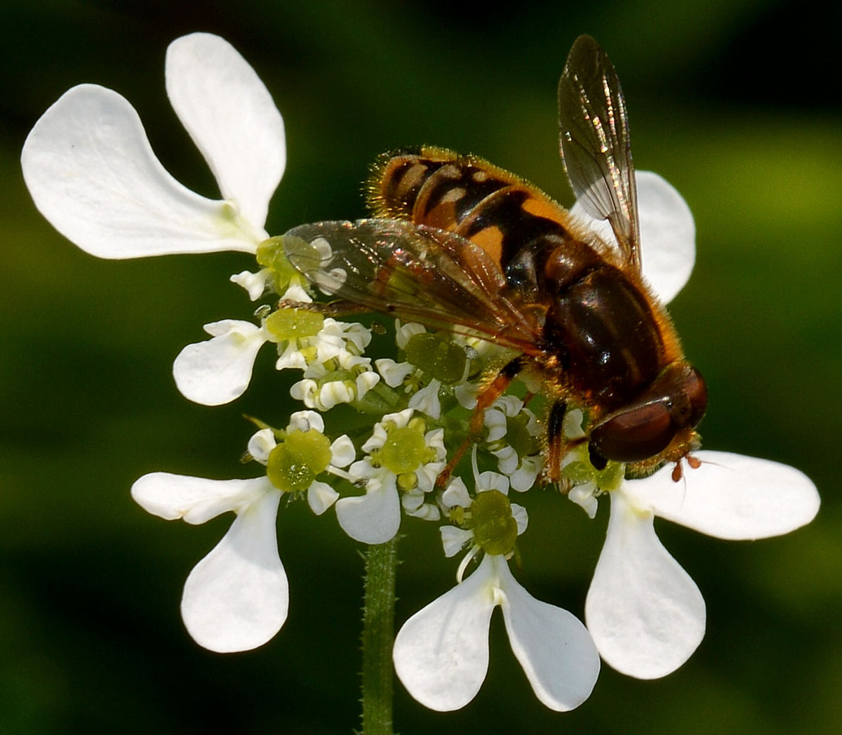 Parhelophilus versicolor (Syrphidae) maschio