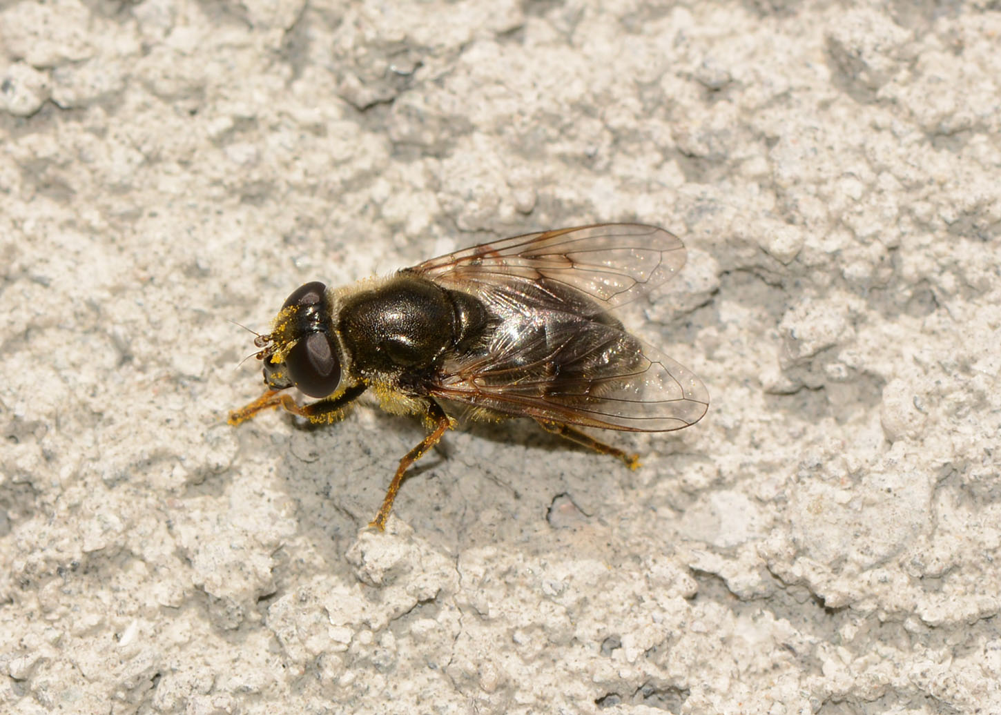 Cheilosia cf. caerulescens (Syrphidae) femmina