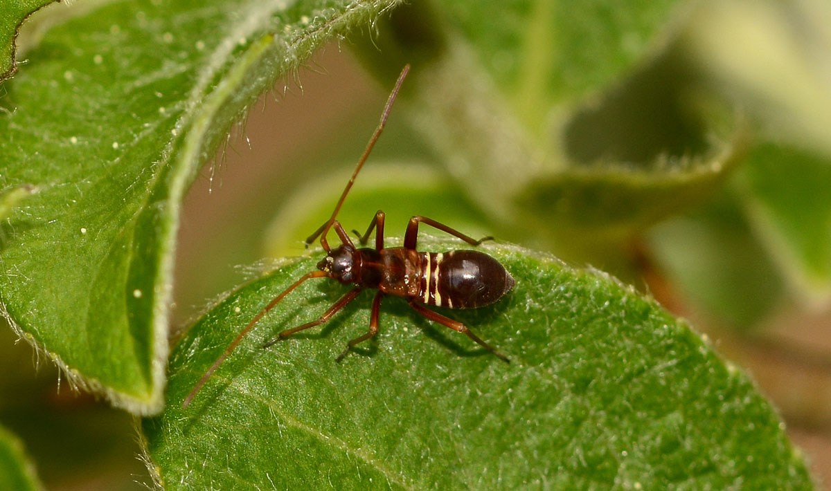 ninfa di Miris striatus (Miridae)