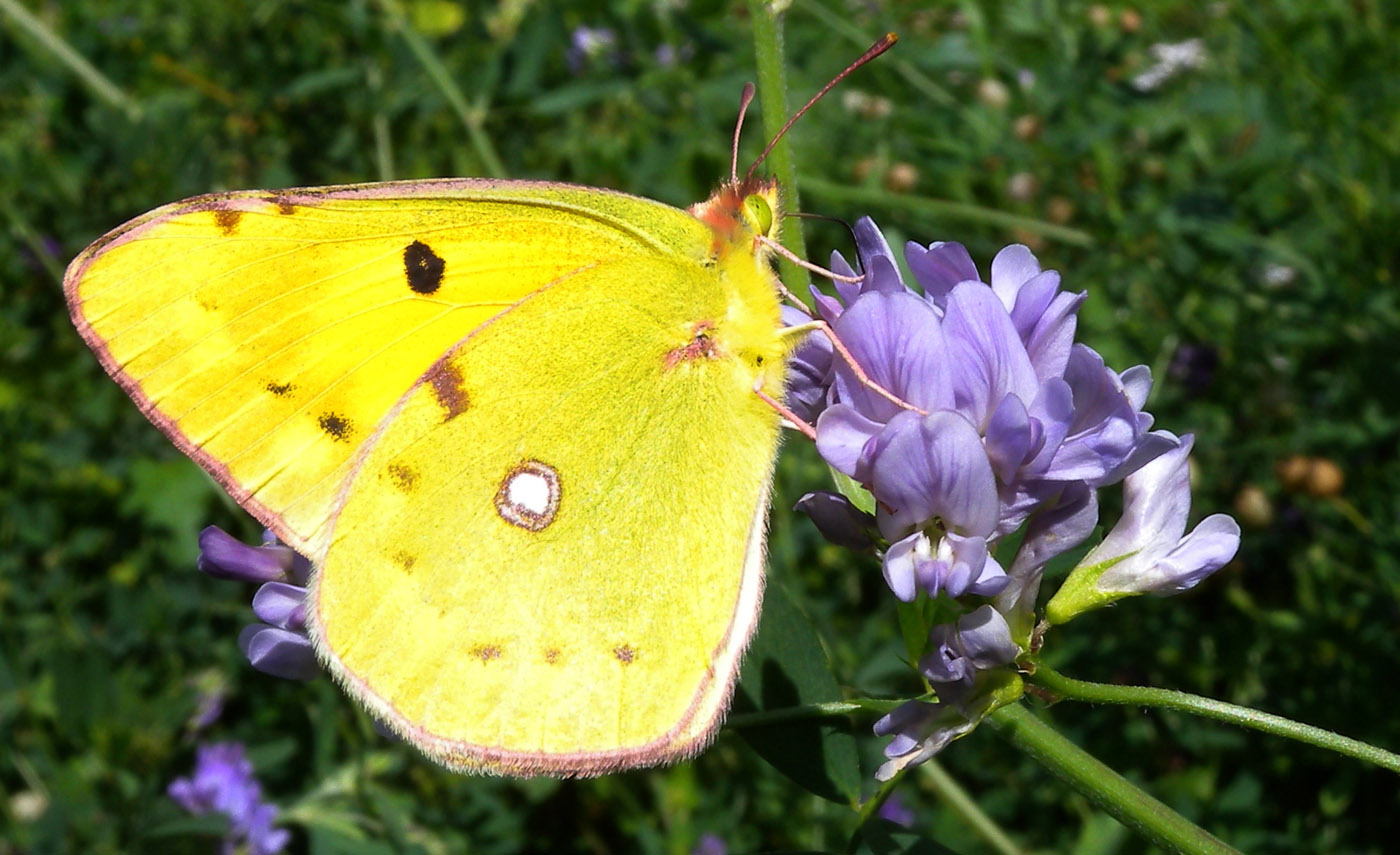 Colias alfacariensis