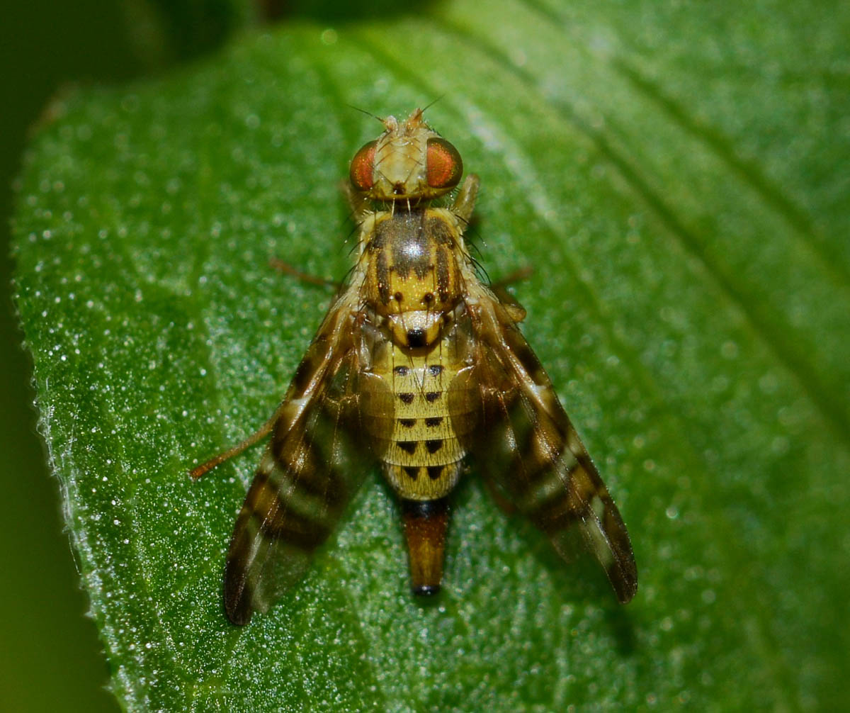 Chaetostomella cylindrica (Tephritidae)