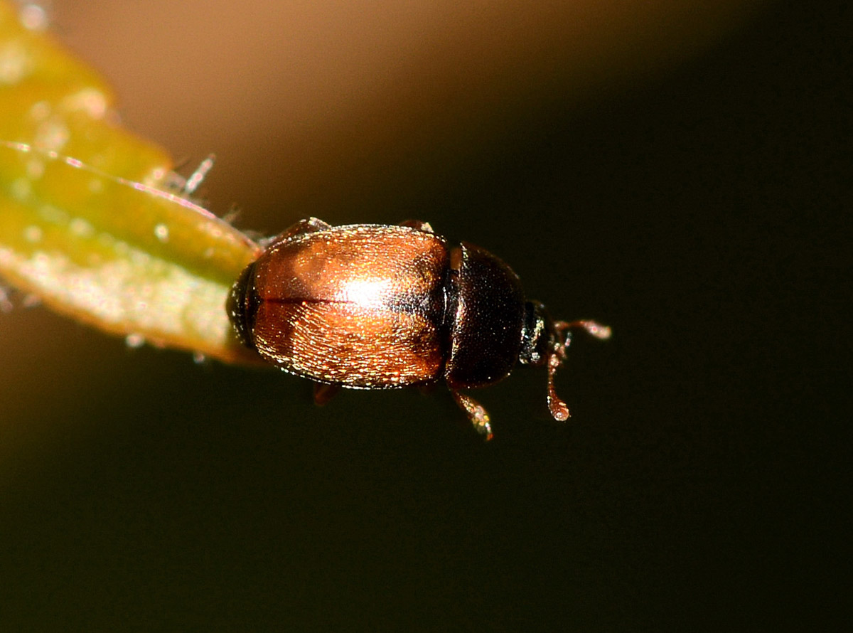 piccolo da determinare: Nitiduloideo?